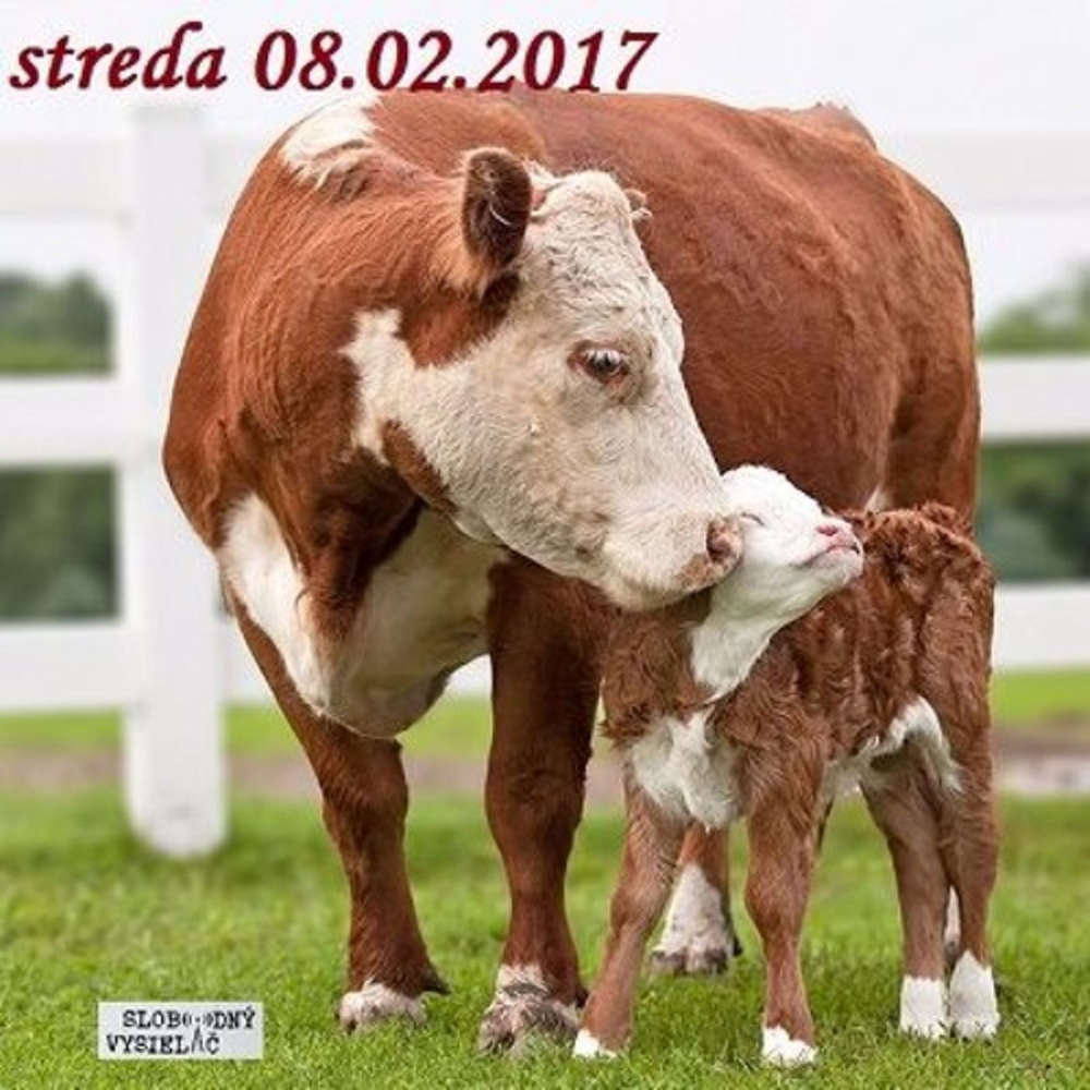 Farmari 07 2017 02 08 ivot farmarky Mi ky Rosovej