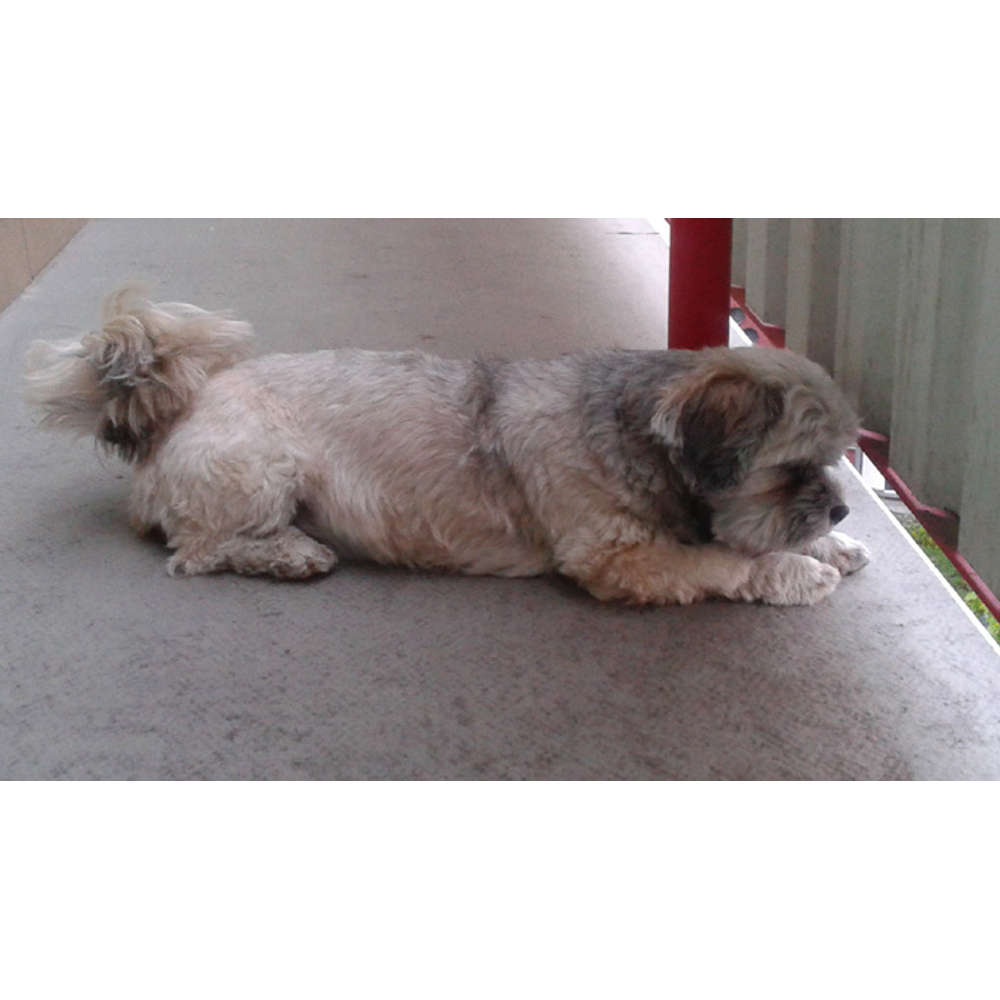 Veterinári (Štvrtok 11.4.2019 10:00)
